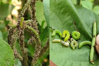 narmadapuram moong crop caterpillars outbreak