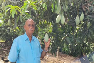 farmer-grew-21-varieties-of-mangoes-on-less-land-in-gujarat