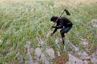 Unseasonal Rain : કમોસમી વરસાદની સહાય માટે ઓફલાઇન અરજી, કેટલા જિલ્લાના ખેડૂતોને મળશે લાભ જૂઓ