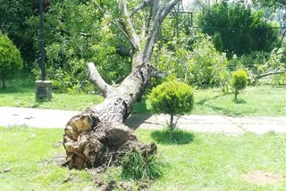 درخت گرنے سے ایک شخص کی موت