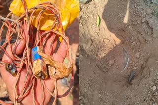 Four IEDs recovered in West Singhbhum