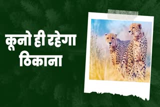 Cheetah will remain in MP