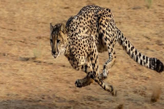 SOUTH AFRICAN FEMALE CHEETAH NIRVA RELEASED IN OPEN FOREST AREA OF KUNO NATIONAL PARK