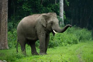 Wild elephant reached Kumhdain Devi temple