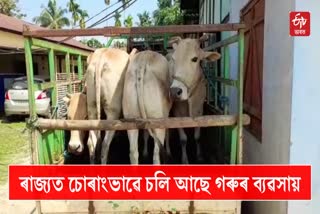 smuggled cattle seized