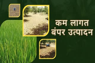 shahdol farming good in nautapa season