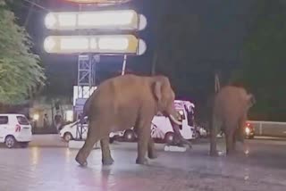 Elephant problem