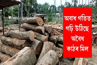 Raha sawmill news