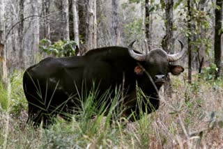 Bison will shift to Sanjay Reserve