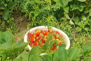 Strawberry harvesting in Kashmir