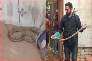 snake in fatehabad government school