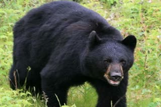 Villager Injured in bear Attack