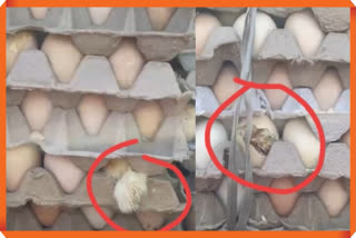 Chicks Started Coming Out Egg