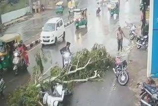 Tree  tree fell on a scooter in Jodhpur  tree fell on a scoote  rajasthan jodhpur  ജോധ്‌പൂർ  മരത്തിന്‍റെ ശിഖരം പൊട്ടിവീണു  രാജസ്ഥാൻ  tree fell on a scooter CCTV visual