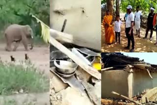 People worried due to elephant terror in Koderma