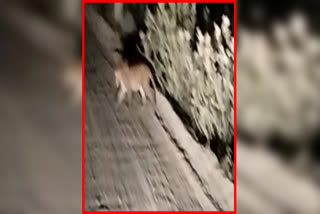 Leopard Roaming at Polavaram Project