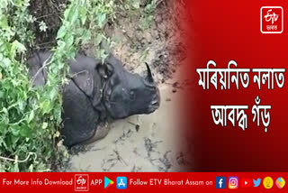 One-horned rhino trapped in drain in Mariani