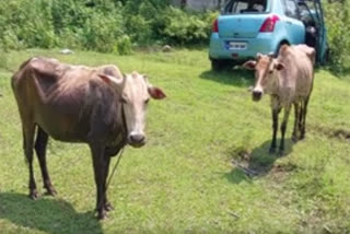 Smuggled Cattle seized in Bihali