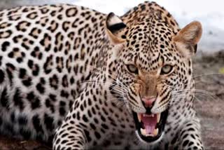 Leopard seen in 4 Villages of Karsog in Mandi.