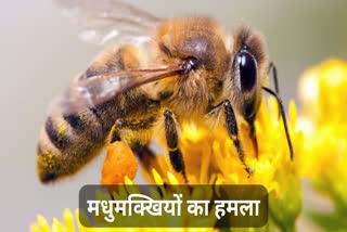 Honey Bee Attack