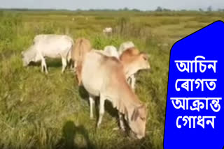 Death of cow in Unknown disease