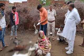 animals killed 27 goats in Bhiwani