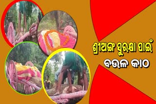 ସତ୍ୟବାଦୀରୁ ଆସିଲା ବାହୁଟ କାଠ