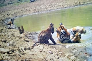 Two tiger cubs born in Panna tiger Reserve