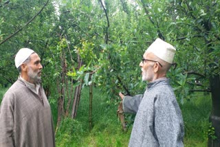 farmers-worried-about-unseasonal-rains-in-kashmir