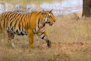 Tiger injured in Melghat