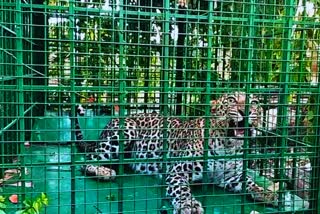 leopard fell into cage