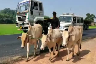 Cattle smuggling in Kaliabor