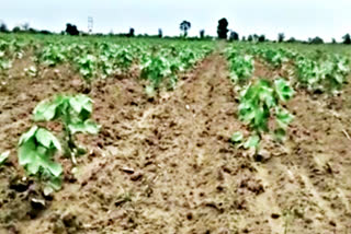 rain benefits cotton crop in sirsa