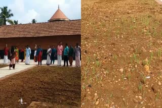 varatul lakshmi narayana temple  temple paddy cultivation  paddy cultivation in land  paddy cultivation  jyothi rice  latest news in kannur  കരനെല്‍കൃഷി  വരടൂൽ ലക്ഷ്‌മി നാരായണ ക്ഷേത്രം  നെൽ കതിർ  നെല്‍വിത്ത്