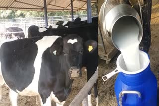 World Milk Day