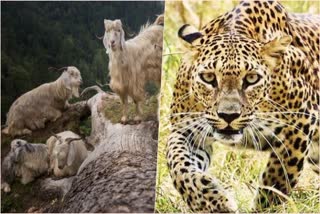 Leopard Killed Many Goats in Sugi Village