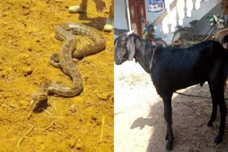 shivpuri goat died after python held tightly