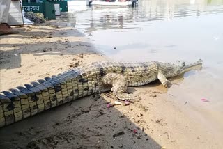 Alligators in Chambal river