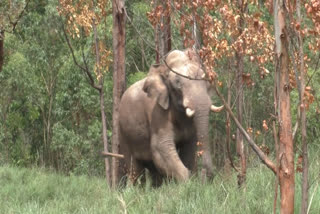 wild life attack idukki  environmental activist  wild animal attack idukki  idukki  wild animal attack  elephant attack idukki  മനുഷ്യ വന്യജീവി സംഘര്‍ഷം  മനുഷ്യ വന്യജീവി സംഘര്‍ഷം ഇടുക്കി  ഇടുക്കി  ഇടുക്കി പരിസ്ഥിതി പ്രവർത്തകർ  തെരുവുവിളക്ക് ഇടുക്കി  ആവാസ വ്യവസ്ഥ വന്യജീവികൾ  വന്യജീവി ശല്യം  വന്യജീവി ശല്യം ഇടുക്കി  വന്യജീവികൾ  വന്യജീവി ആക്രമണം