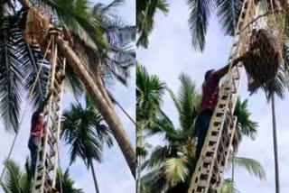 Stuck in a coconut tree  man stuck in coconut tree  man stuck in coconut tree rescued by fireforce  man stuck coconut tree  man stuck in tree  man stuck in coconut tree kozhikode  kozhikode news  കോഴിക്കോട് വാർത്തകൾ  തെങ്ങിൽ കുടുങ്ങി  തെങ്ങിൽ കുടുങ്ങി തൊഴിലാളി  തെങ്ങുകയറ്റ തൊഴിലാളി  മരത്തിൽ കുടുങ്ങി  തെങ്ങിൽ കുടുങ്ങിയ തൊഴിലാളിയെ രക്ഷപ്പെടുത്തി