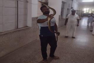 snake found in railway hospital narmadapuram