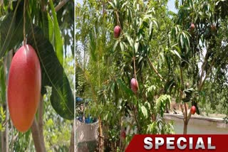 Japanese Mango at Birbhum