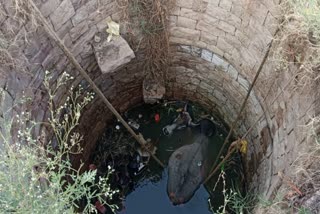 Bull fell into 50 feet deep well in Shivpuri