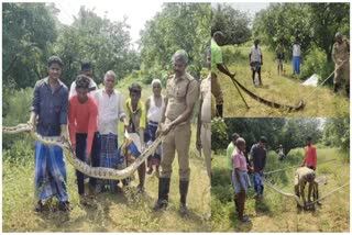 நாட்றம்பள்ளி அருகே திடீரென மாந்தோப்பில் புகுந்த 8 அடி நீளமுள்ள மலைப்பாம்பை தீயனைப்பு துறையினர் மீட்டு காப்பு காட்டில் விட்டனர்.