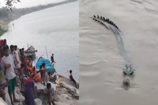 alligator in ganga