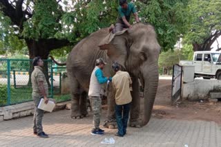 male mahadeshwara hills elephant