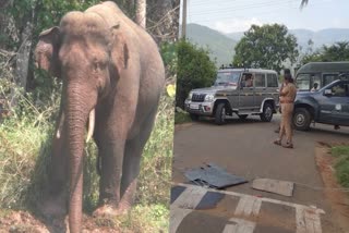 arikomban  arikomban left tamilnadu  arikomban moving forest  wild elephant  latest news in iduki  അരിക്കൊമ്പൻ  അരിക്കൊമ്പൻ  തമിഴ്‌നാട്  ഷണ്‍മുഖനാഥ ക്ഷേത്ര പരിസരം  ഇടുക്കി ഏറ്റവും പുതിയ വാര്‍ത്ത  ഇന്നത്തെ പ്രധാന വാര്‍ത്ത