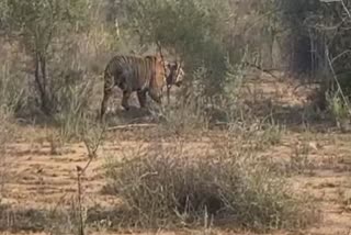 st9 in Sariska National Park watch video