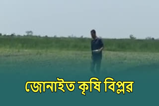 Cultivation on the bank of Lohijan river