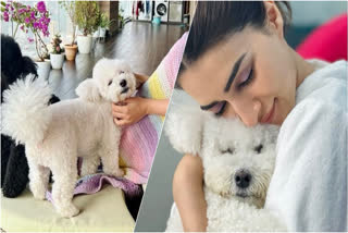 Kriti Sanon  Kriti Sanon pets  Kriti Sanon pet dog  Kriti Sanon with her pet dog  Kriti Sanon pet dogs photo  Kriti Sanon upcoming film  Kriti Sanon insta pic  Kriti Sanon new instagram picture  കൃതി സനോൻ  ഡിസ്‌കോയ്‌ക്ക്‌ ഒപ്പമുള്ള  ഡിസ്‌കോയെ കെട്ടിപ്പിടിച്ച് കൃതി സനോണ്‍  കൃതി സനോണിന്‍റെ പുതിയ ചിത്രം  ഡിസ്‌കോയെ കെട്ടിപ്പിടിച്ച് കൃതി  കൃതി  ദി ക്രൂ  ആദിപുരുഷ്‌  ആദിപുരുഷ്‌ ട്രെയിലര്‍ ലോഞ്ച്  ആദിപുരുഷ്‌ ട്രെയിലര്‍